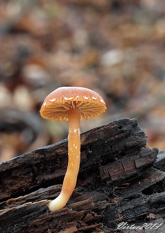 smeťovka zimná Tubaria furfuracea (Pers.) Gillet