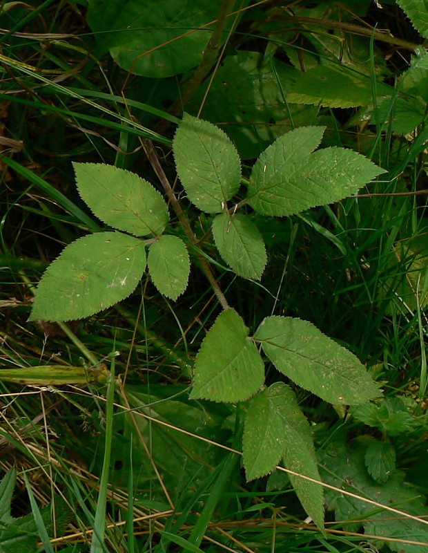 krkoška voňavá Chaerophyllum aromaticum L.