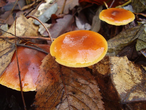 plamienka Flammulina sp.