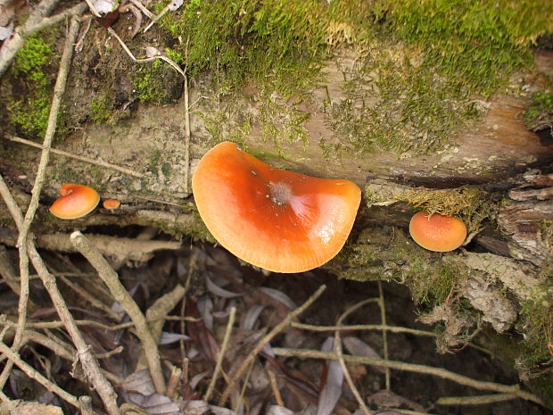 plamienka Flammulina sp.