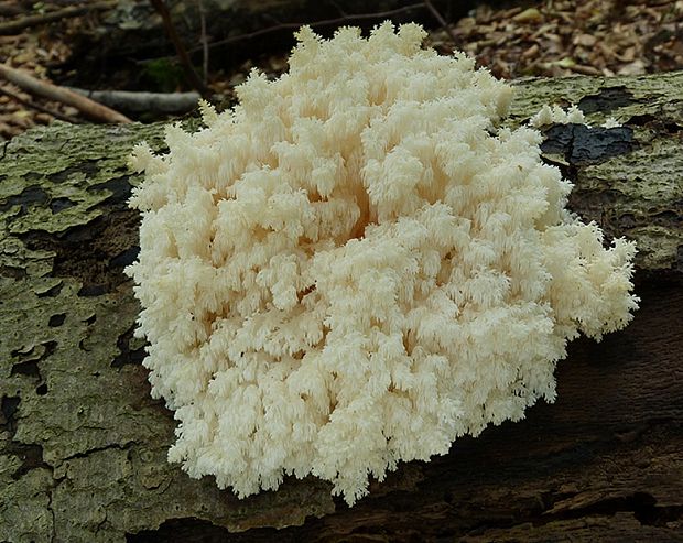 koralovec bukový Hericium coralloides (Scop.) Pers.