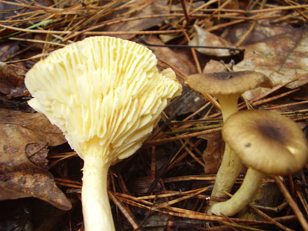 šťavnačka mrazová Hygrophorus hypothejus (Fr.) Fr.