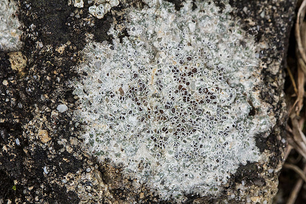 lekanora Lecanora sp.