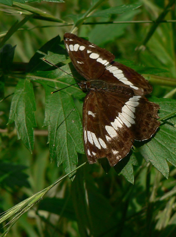 bielopásavec zemolezový Limenitis camilla L., 1764