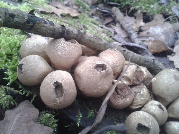 prášnica hruškovitá Lycoperdon pyriforme Schaeff.