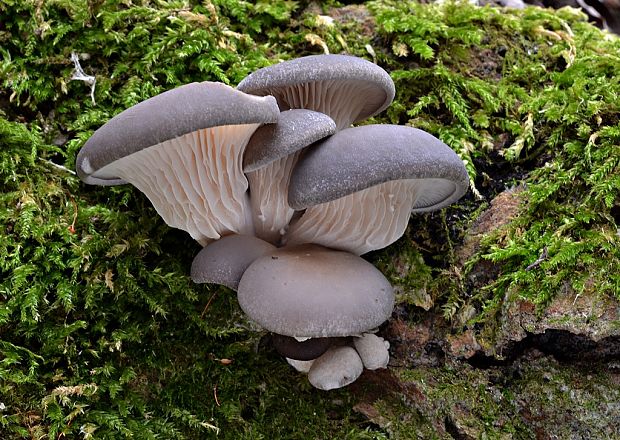 hliva ustricovitá Pleurotus ostreatus (Jacq.) P. Kumm.