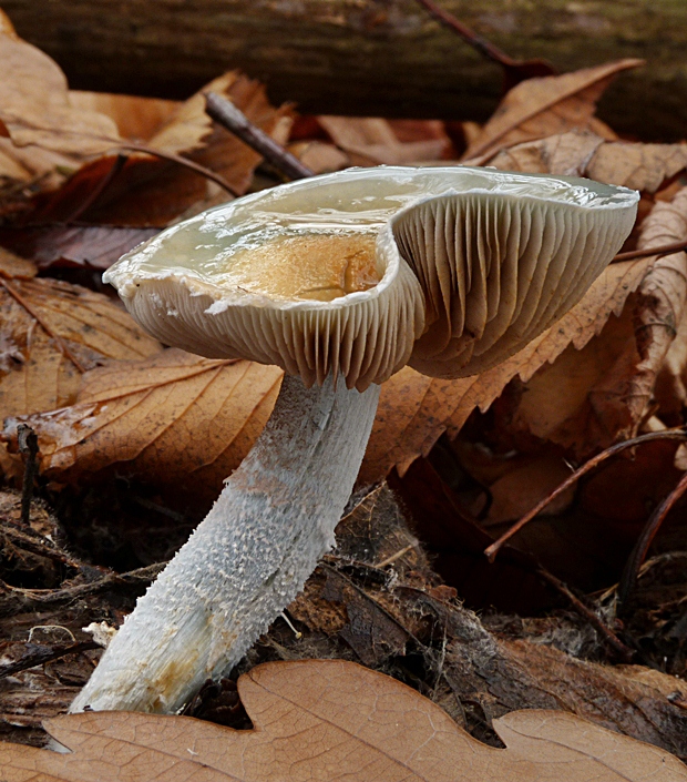 golierovka Stropharia sp.