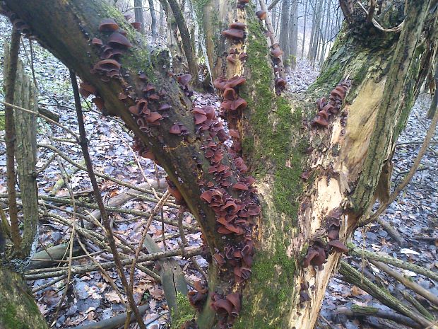 uchovec bazový Auricularia auricula-judae (Bull.) Quél.