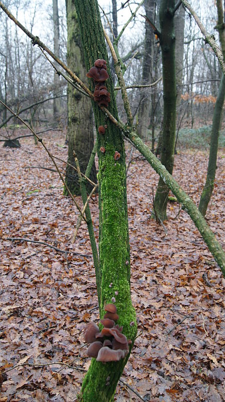 uchovec bazový Auricularia auricula-judae (Bull.) Quél.