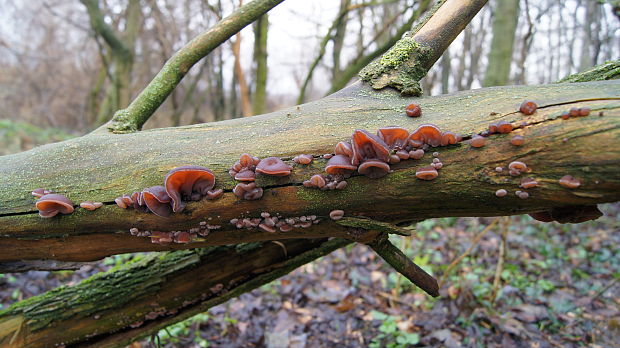 uchovec bazový Auricularia auricula-judae (Bull.) Quél.