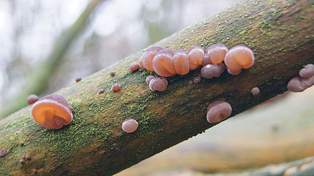 uchovec bazový Auricularia auricula-judae (Bull.) Quél.