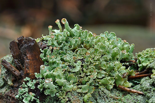 dutohlávka Cladonia sp.