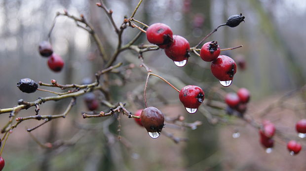 hloh obyčajný Crataegus laevigata (Poir.) DC.