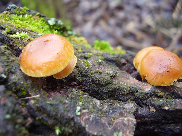 plamienka Flammulina sp.