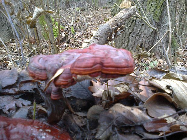 lesklokôrovka obyčajná  Ganoderma lucidum (Curtis) P. Karst.