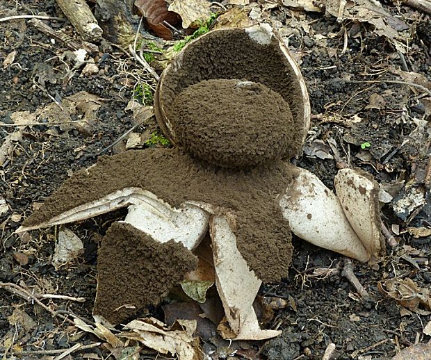 hviezdovka vlasatá Geastrum melanocephalum (Czern.) V.J. Staněk