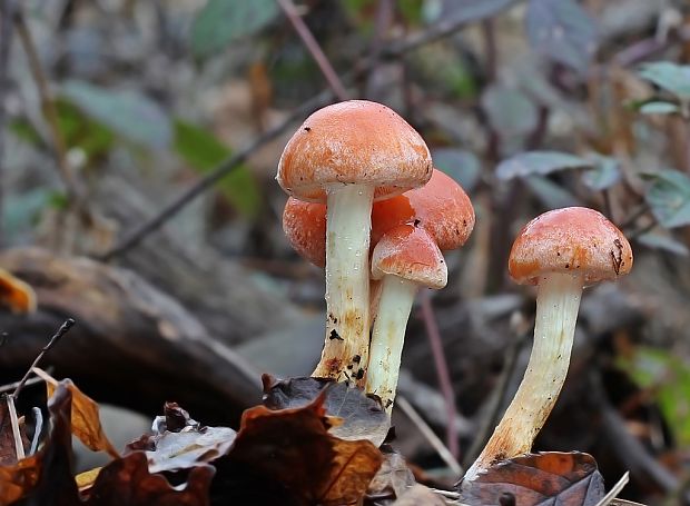 strapcovka tehlovočervená Hypholoma lateritium (Schaeff.) P. Kumm.