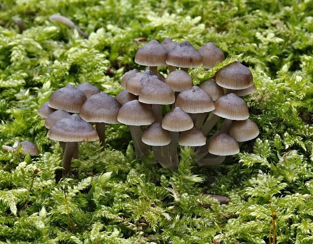 prilbička hnedosivá Mycena tintinnabulum (Paulet) Quél.