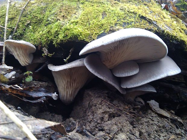 hliva ustricovitá Pleurotus ostreatus (Jacq.) P. Kumm.