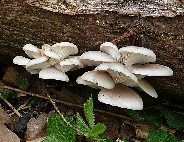 hliva buková Pleurotus pulmonarius (Fr.) Quél.