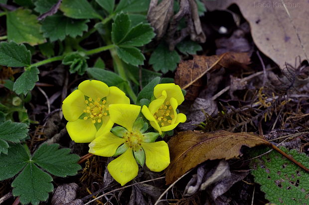 nátržník piesočný Potentilla arenaria Borkh.