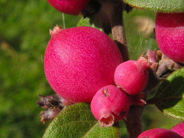 pámelník červenoplodý Symphoricarpos orbiculatus  Moench