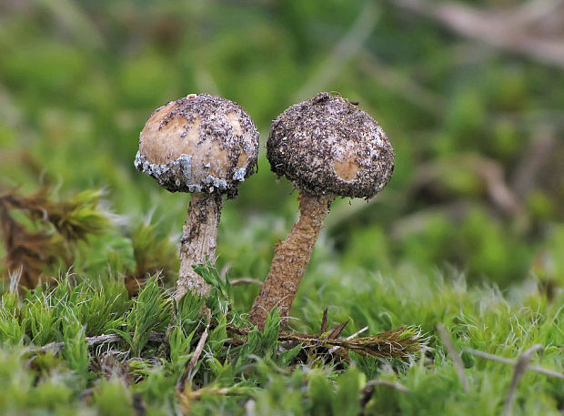 stopkovec zimný Tulostoma brumale Pers.