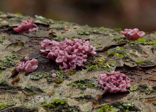 vrtidlovka Ascocoryne sp.