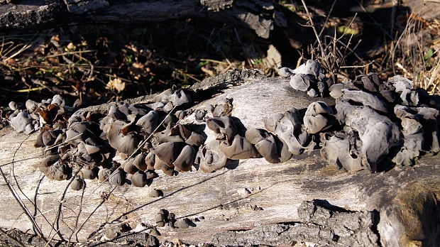 uchovec bazový Auricularia auricula-judae (Bull.) Quél.