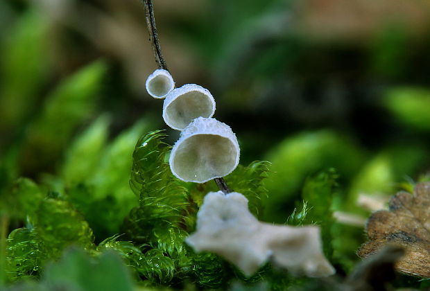 škľabôčka žihľavová Calyptella capula (Holmsk.) Quél.