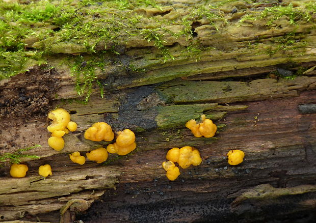 slzovec? Dacrymyces sp.?