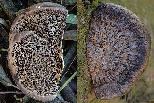 sieťkovček červenkastý Daedaleopsis confragosa (Bolton) J. Schröt.