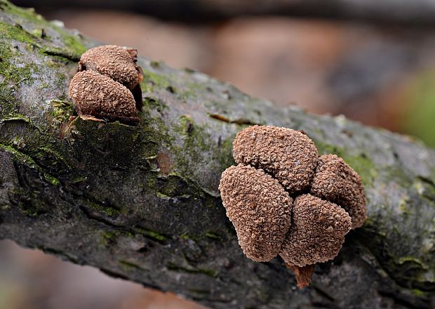 dutinovka otrubnatá Encoelia furfuracea (Roth) P. Karst.