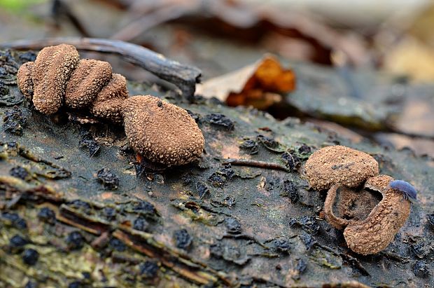 dutinovka otrubnatá Encoelia furfuracea (Roth) P. Karst.