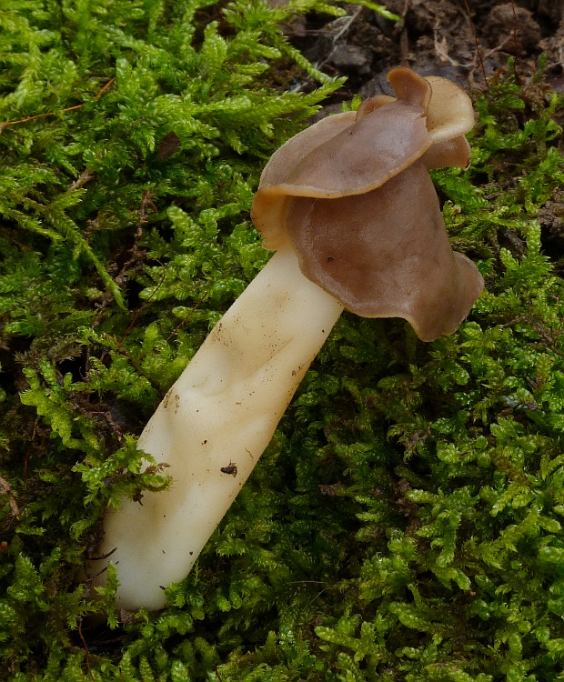 chriapač pružný Helvella elastica Bull.