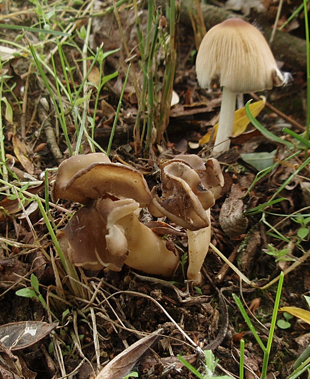 chriapač pieskomilný Helvella leucopus Pers.