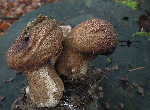 prášnica bradavičnatá Lycoperdon perlatum Pers.