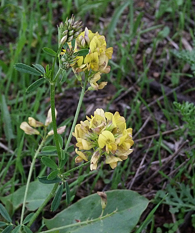 lucerna menlivá Medicago x varia Martyn