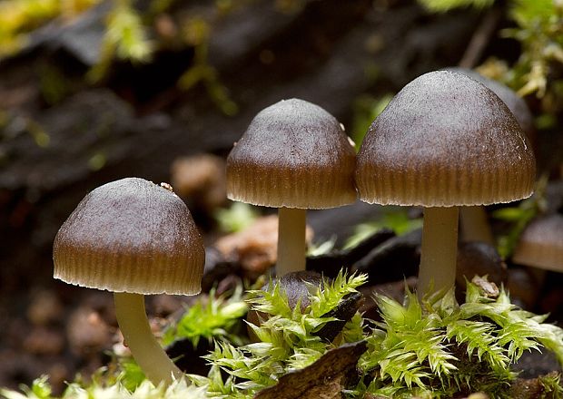 prilbička hnedosivá Mycena tintinnabulum (Paulet) Quél.