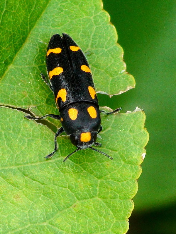 krasoň Ptosima undecimmaculata Herbst, 1784