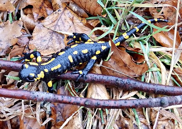 salamandra škvrnitá Salamandra salamandra