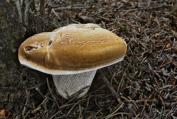 jelenkovec Sarcodon fennicus (P. Karst.) P. Karst.