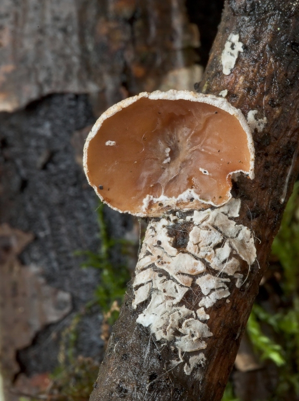 škľabka plstnatá Schizophyllum amplum (Lév.) Nakasone