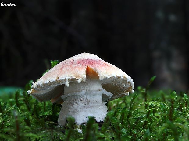 muchotrávka červená Amanita muscaria (L.) Lam.