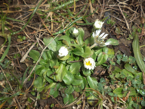 sedmokráska obyčajná Bellis perennis L.