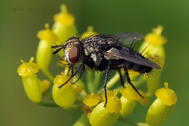 bystruša Exorista sp.