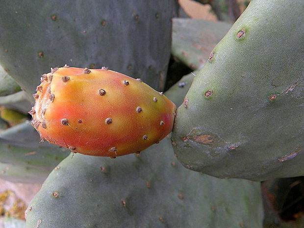 opuncia figová Opuntia ficus indica