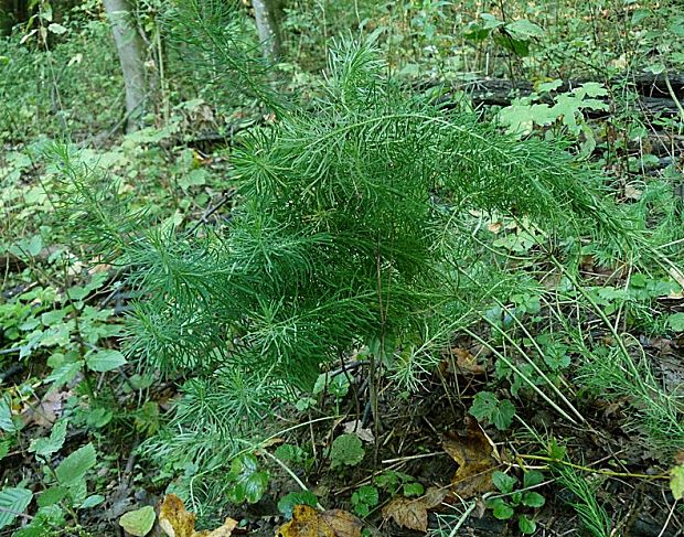 mliečnik chvojkový Tithymalus cyparissias (L.) Scop.