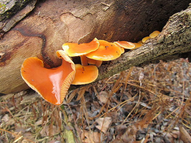 plamienka Flammulina sp.