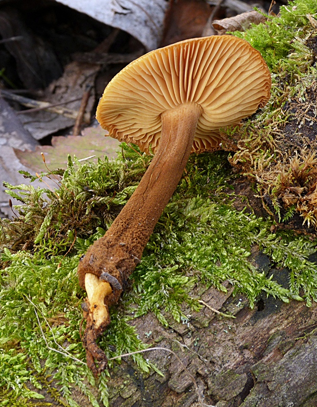 plamienka Flammulina sp.